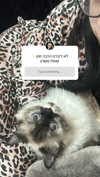 karin_orhov Altpins Profile Picture