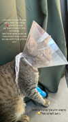 karin_orhov Altpins Profile Picture