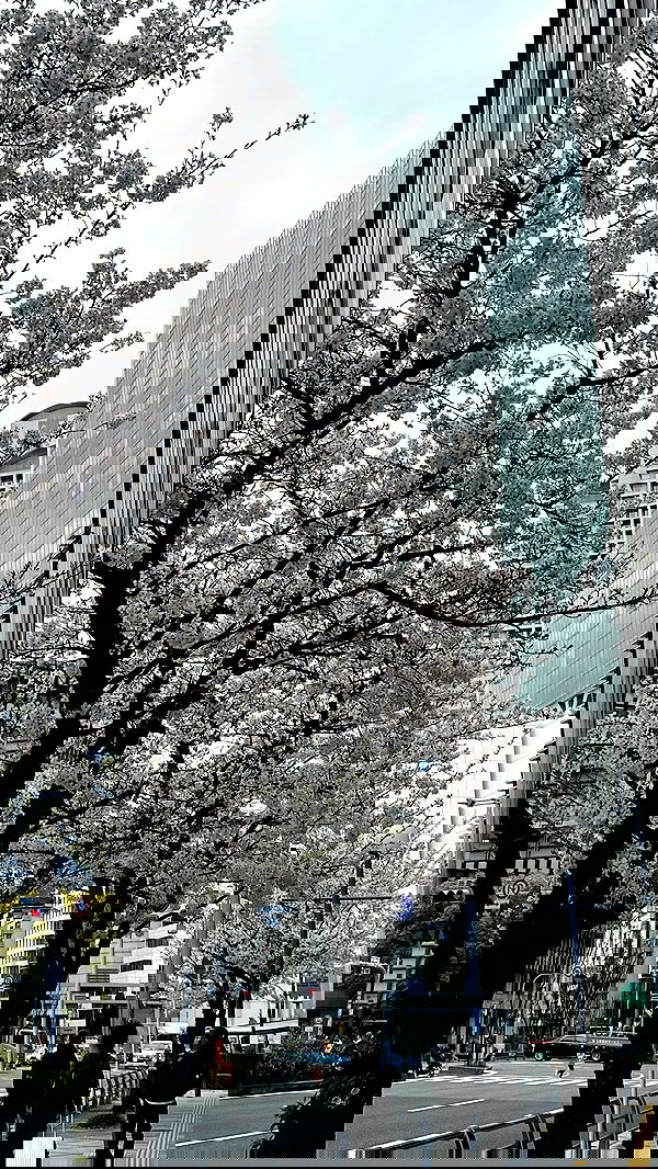 kasumi_sen image ~ Altpins