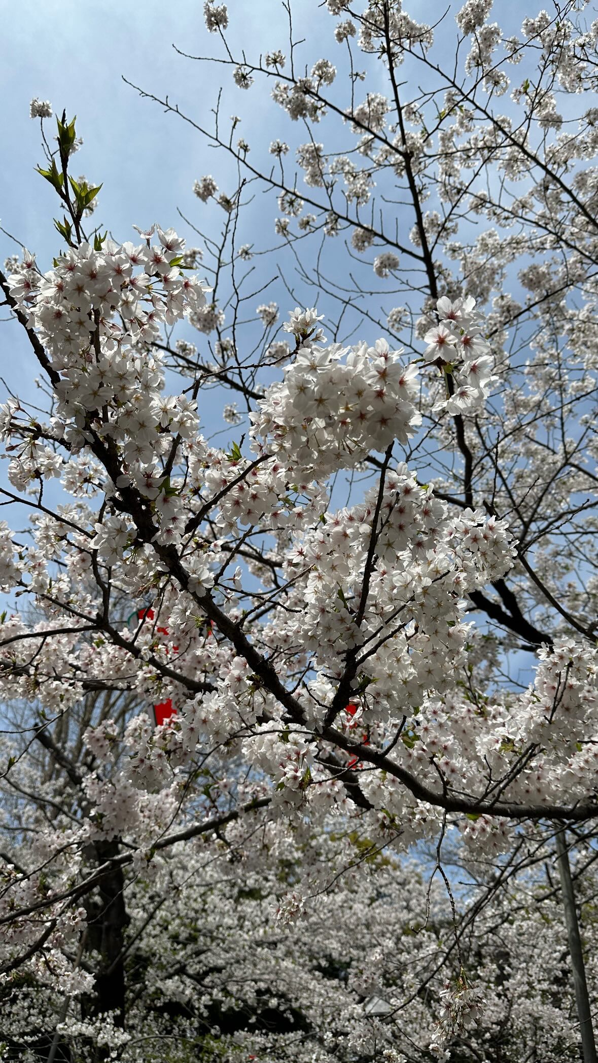 kasumi_sen instagram image archive image