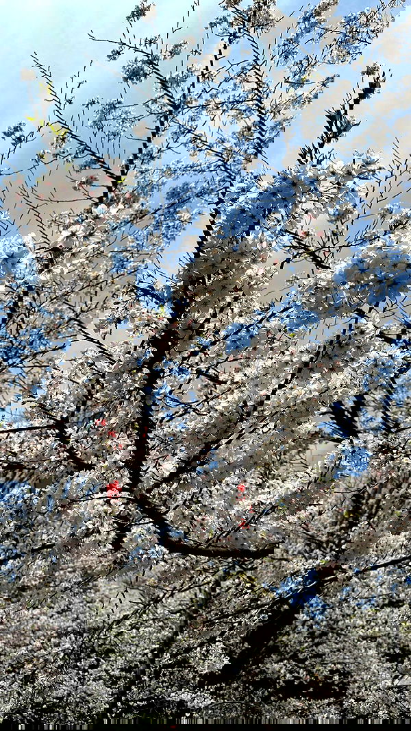 kasumi_sen image ~ Altpins