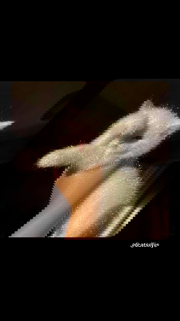 kasumi_sen image ~ Altpins