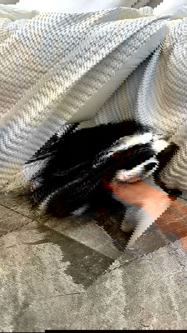 kasumi_sen image ~ Altpins