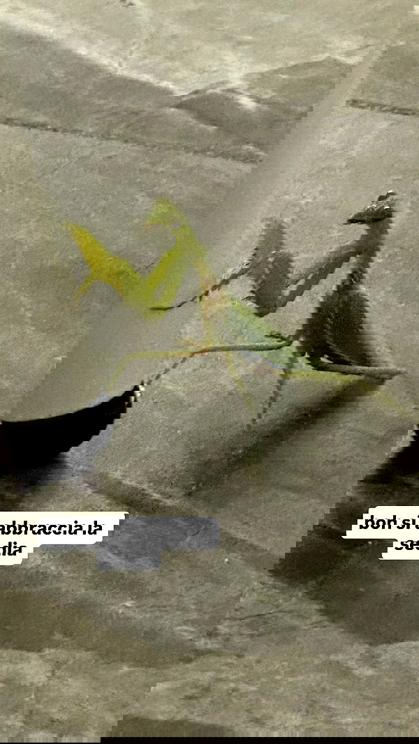 kasumi_sen image ~ Altpins