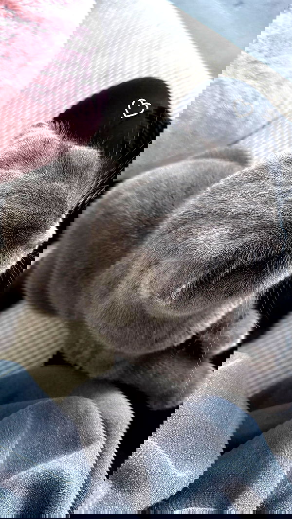 katanires katanires archive image