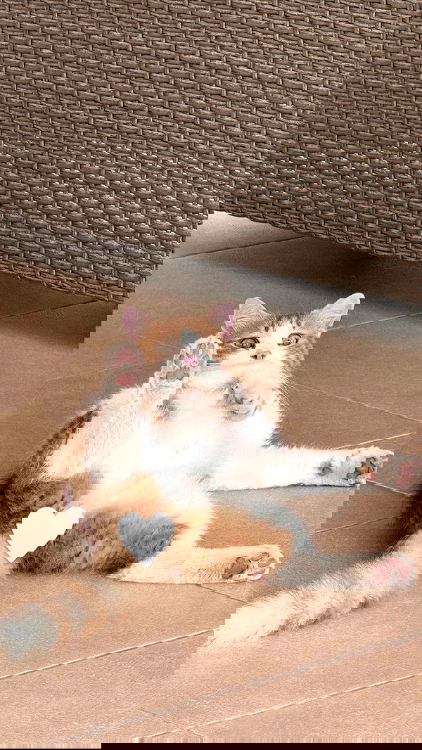 katanires katanires archive image