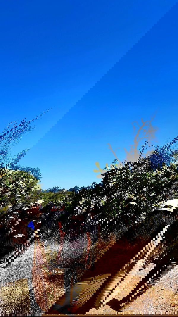 katia_z.k image ~ Altpins