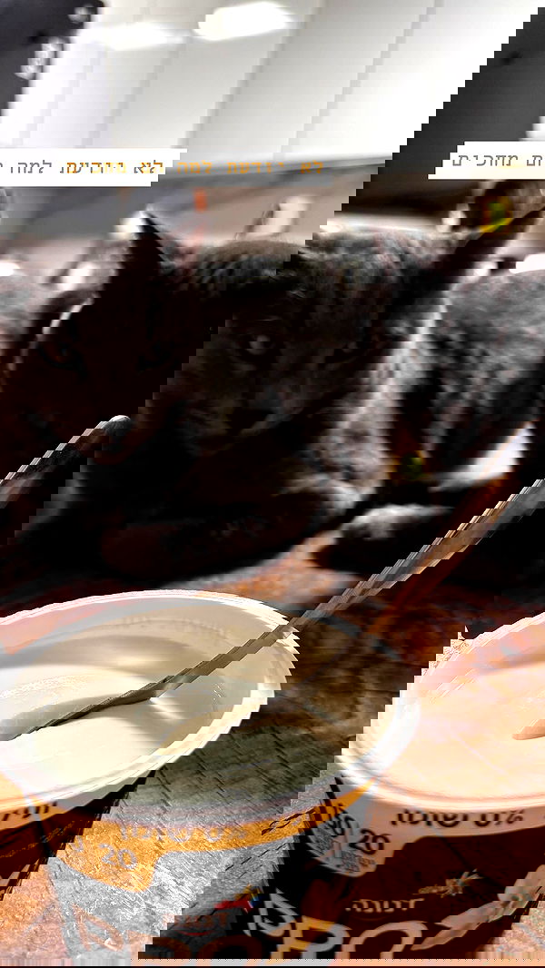 katia_z.k image ~ Altpins