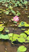 katie_westwood Altpins Profile Picture