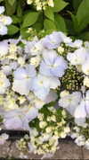 katie_westwood Altpins Profile Picture