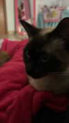katsumiau Altpins Profile Picture