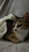 katsumiau Altpins Profile Picture