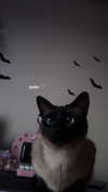 katsumiau Altpins Profile Picture