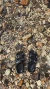 keli_ezra Altpins Profile Picture