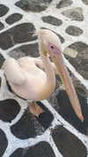 keli_ezra Altpins Profile Picture