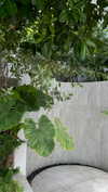 keli_ezra Altpins Profile Picture