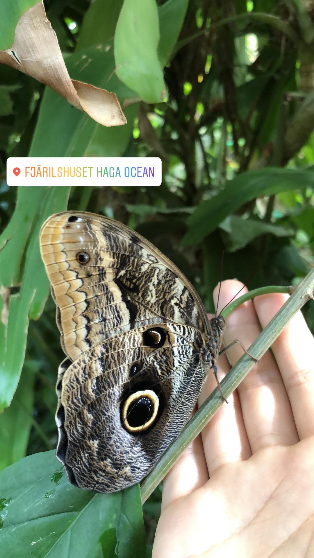 kesemgreenyer instagram image archive image