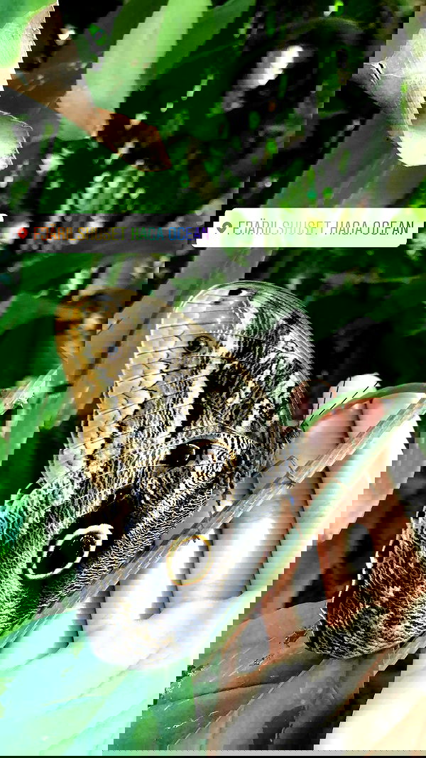 kesemgreenyer image ~ Altpins