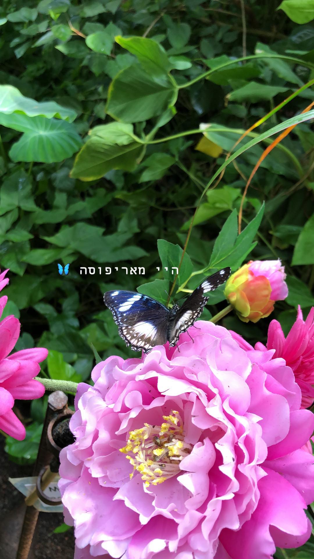 kesemgreenyer instagram image archive image