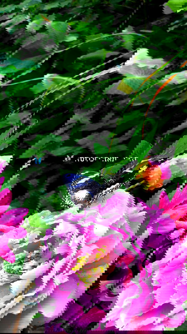 kesemgreenyer image ~ Altpins