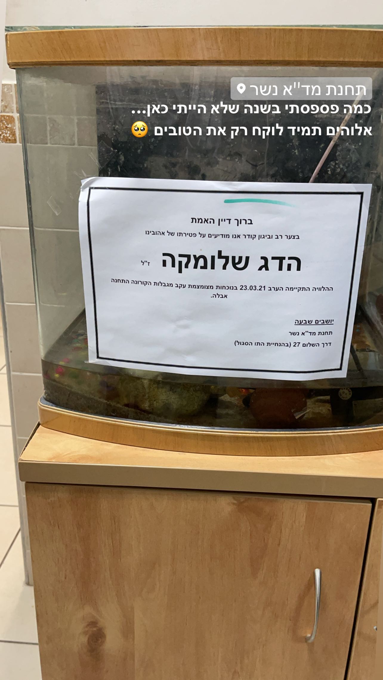 kesemgreenyer instagram image archive image