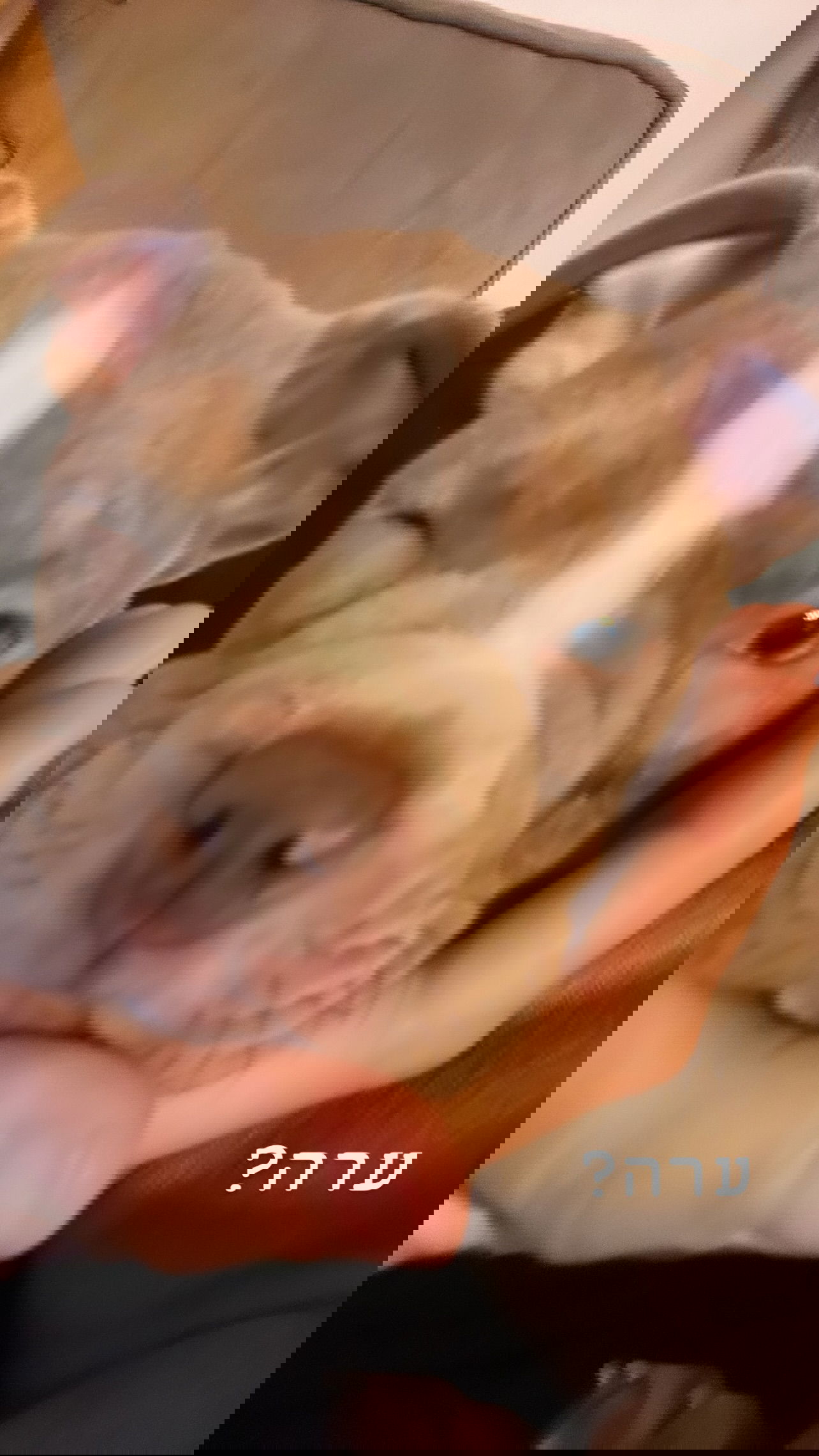 kesemgreenyer instagram image archive image