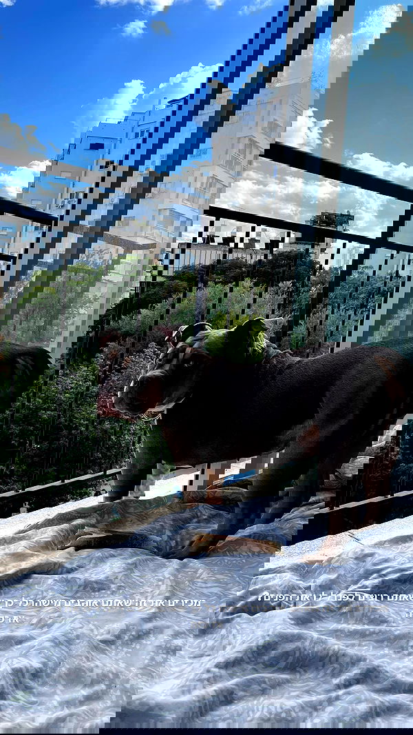 kesemgreenyer image ~ Altpins