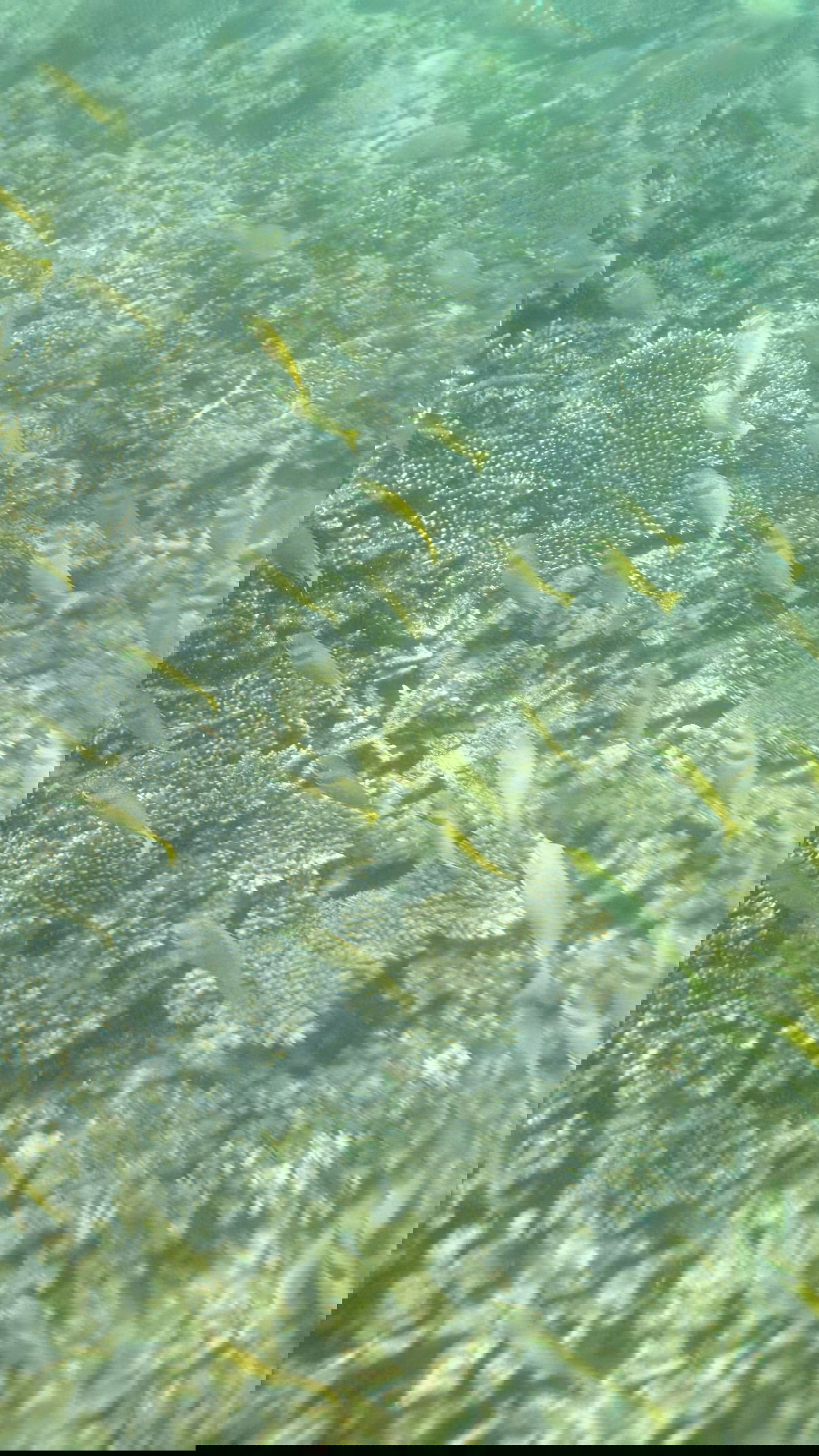 kesemgreenyer instagram image archive image