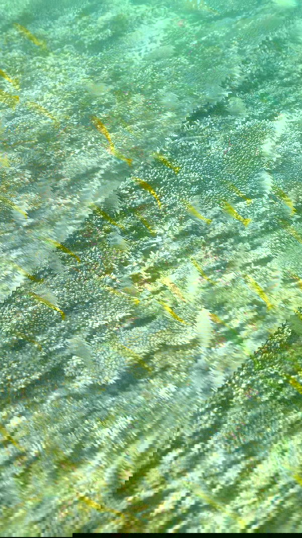 kesemgreenyer image ~ Altpins