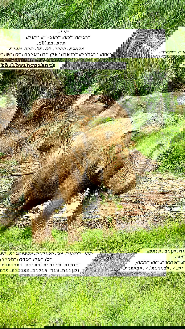 kesemgreenyer image ~ Altpins