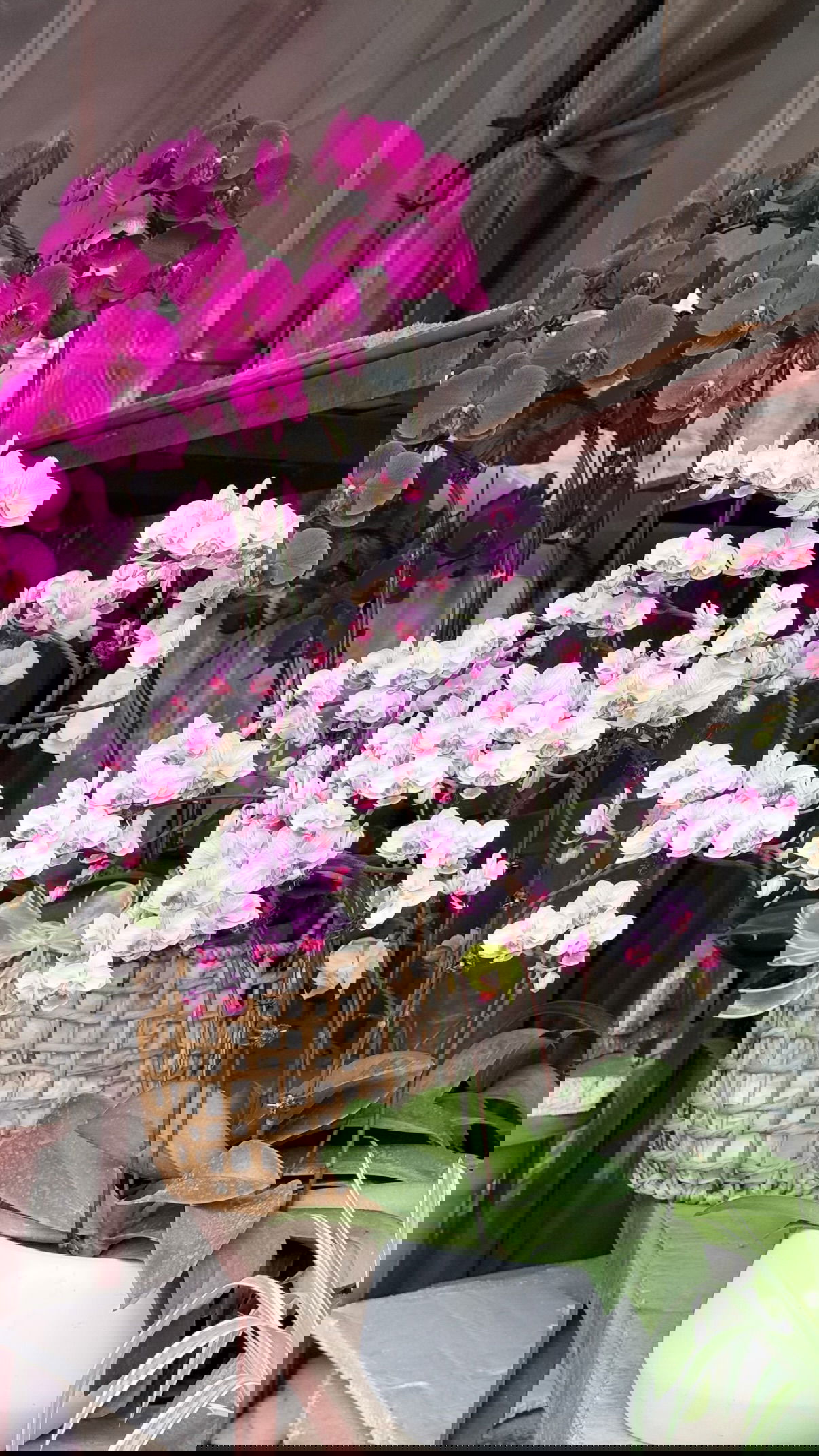 kesemgreenyer instagram image archive image