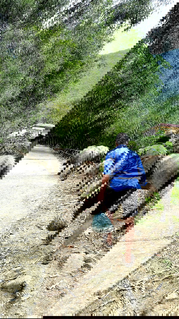 kesemgreenyer image ~ Altpins