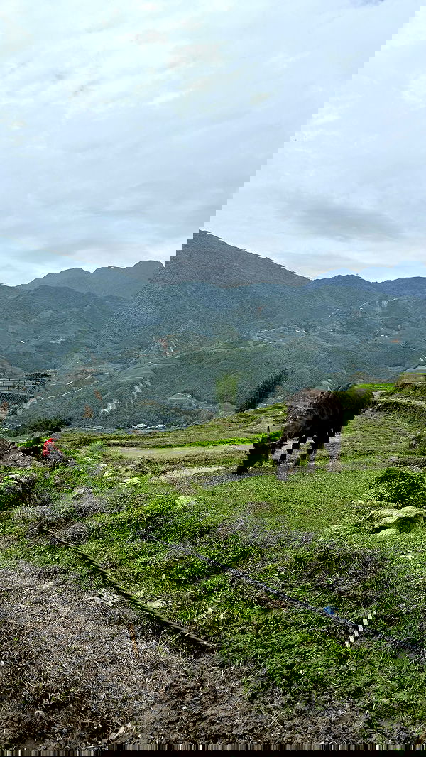 kesemgreenyer image ~ Altpins