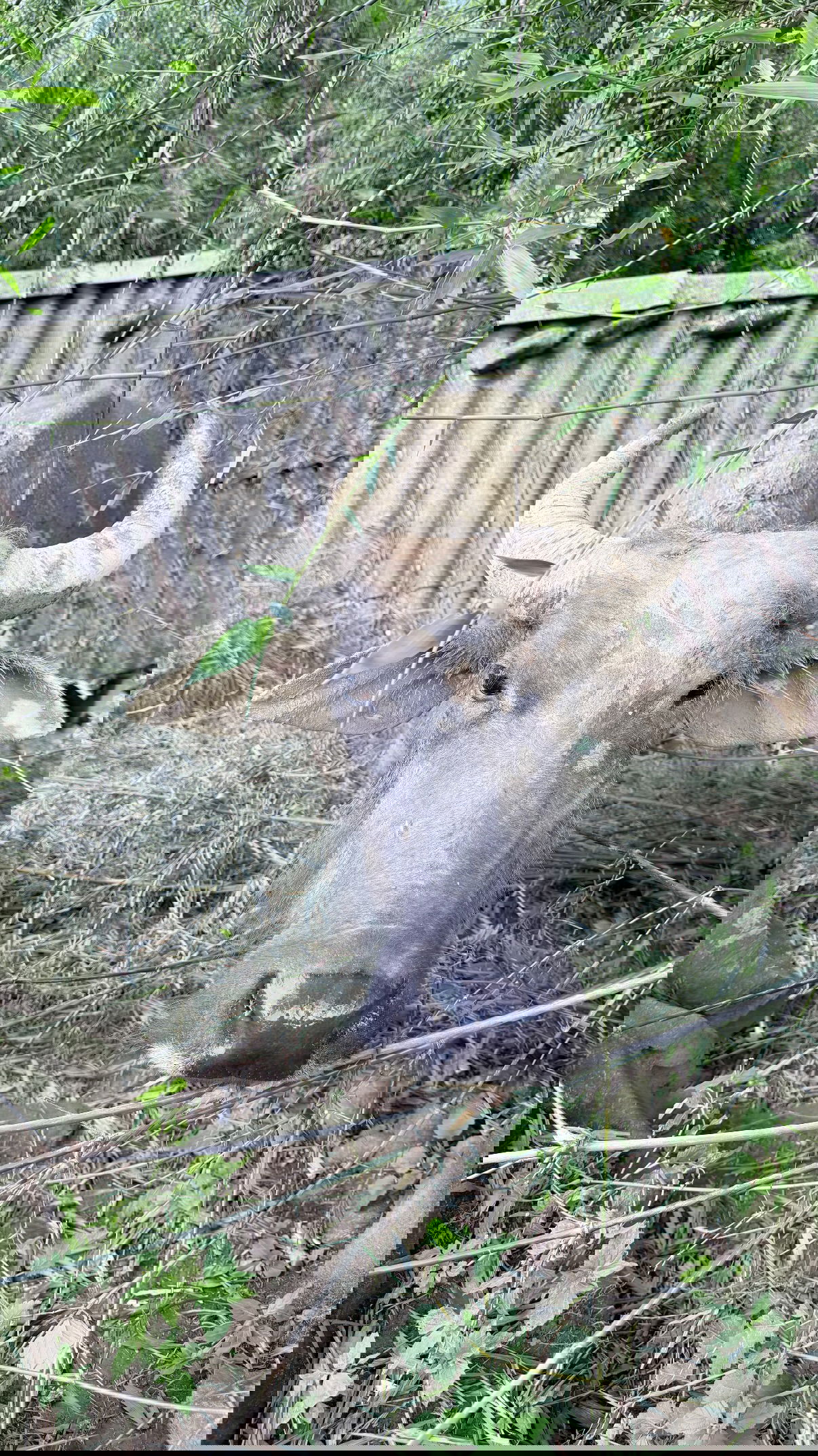 kesemgreenyer instagram image archive image