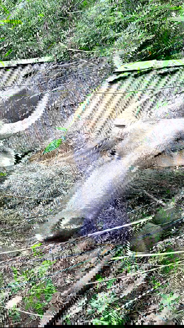 kesemgreenyer image ~ Altpins