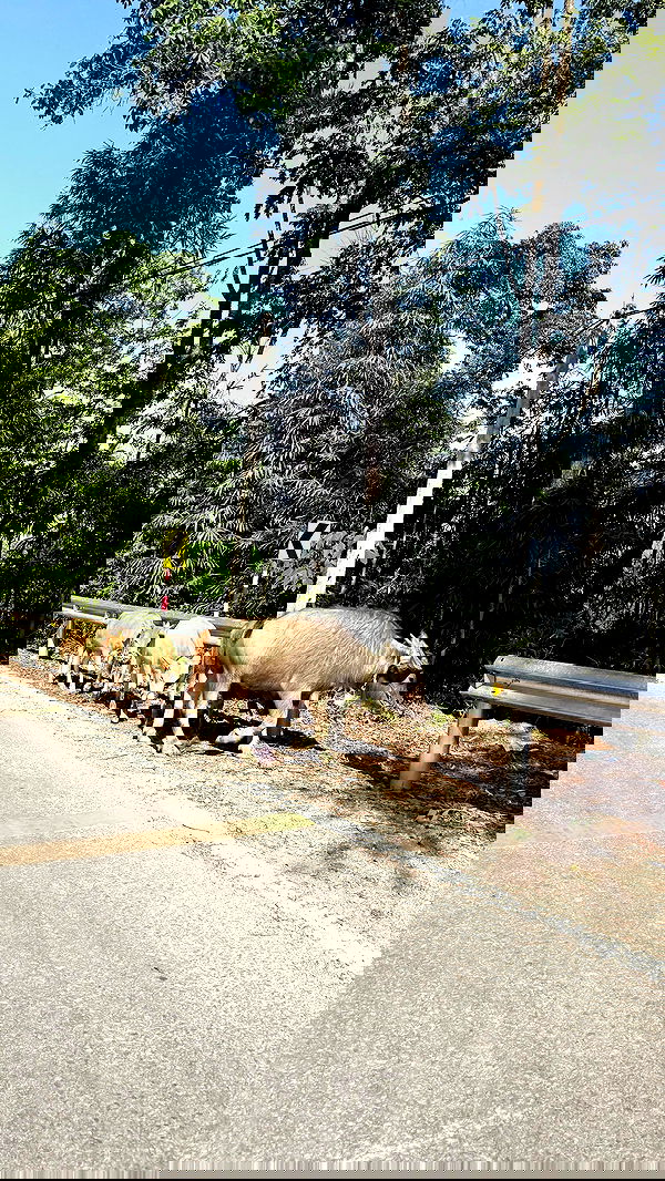 kesemgreenyer image ~ Altpins