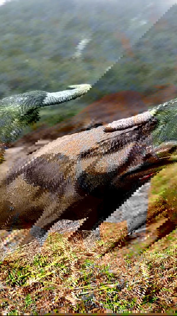 kesemgreenyer image ~ Altpins