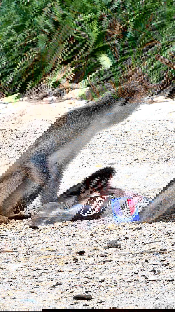 kesemgreenyer image ~ Altpins