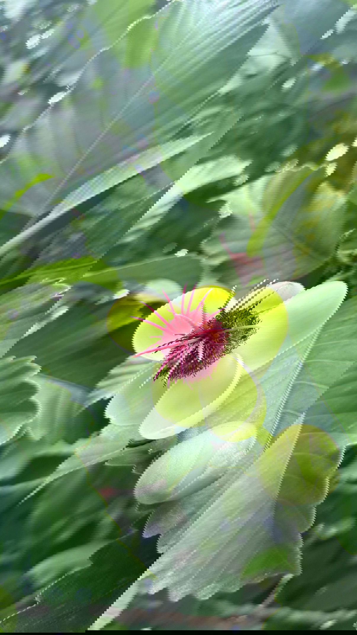 kesemgreenyer instagram image archive image