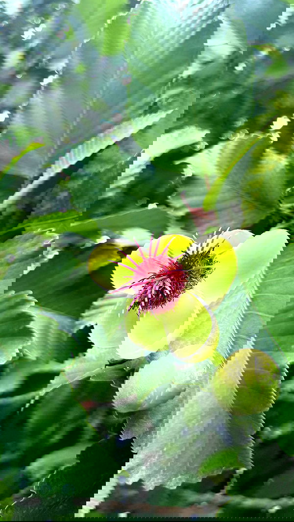 kesemgreenyer image ~ Altpins