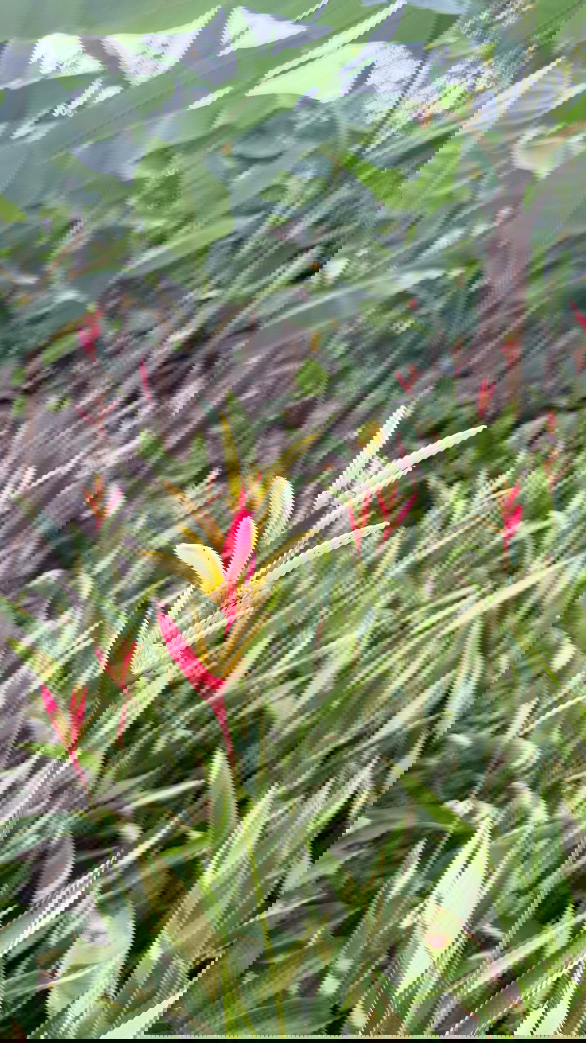 kesemgreenyer instagram image archive image