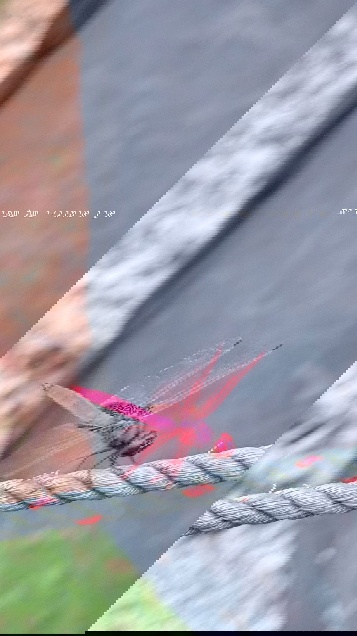 kesemgreenyer instagram image archive image