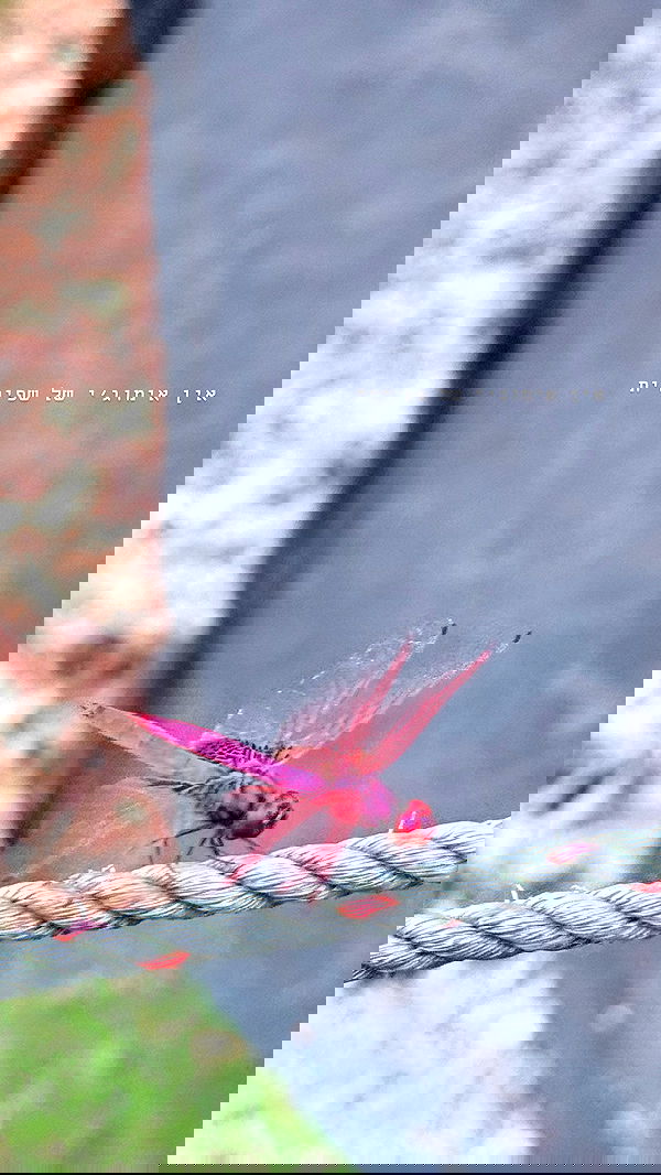 kesemgreenyer image ~ Altpins