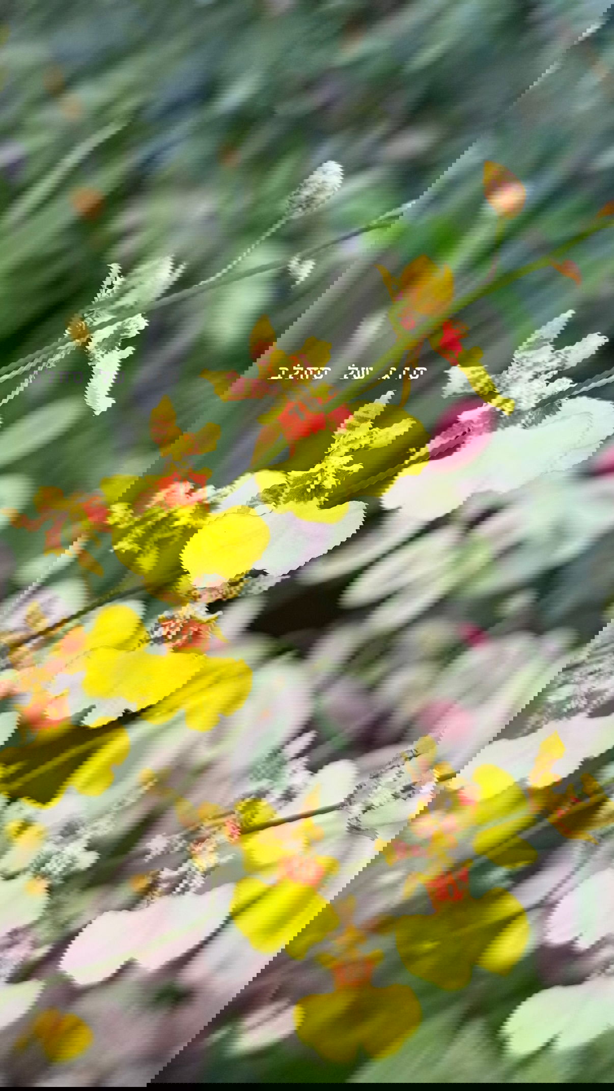 kesemgreenyer instagram image archive image