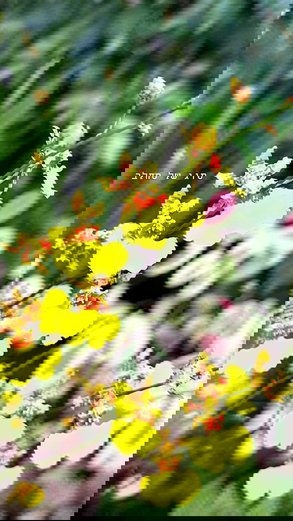 kesemgreenyer image ~ Altpins