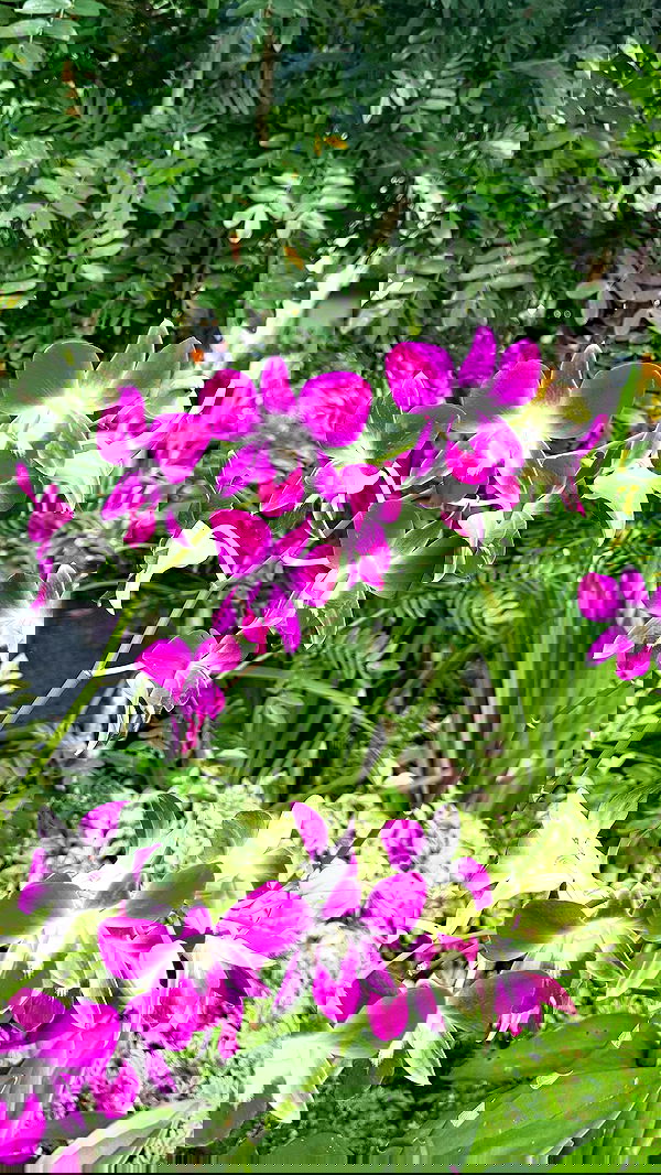 kesemgreenyer image ~ Altpins