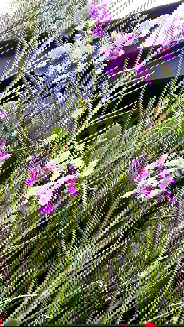 kesemgreenyer image ~ Altpins