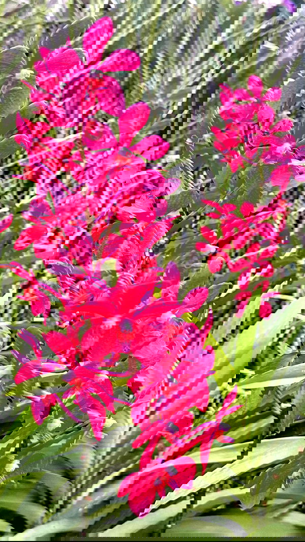 kesemgreenyer image ~ Altpins