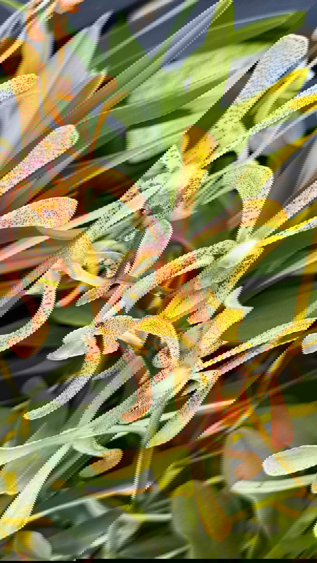 kesemgreenyer instagram image archive image