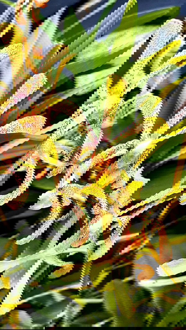 kesemgreenyer image ~ Altpins